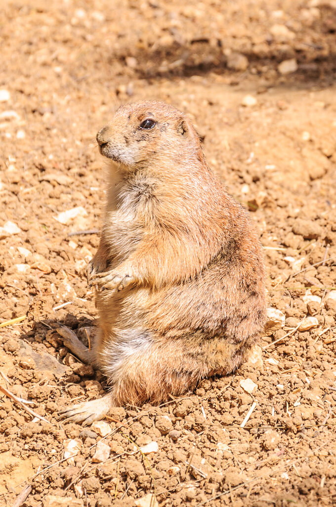 Prairie Hund