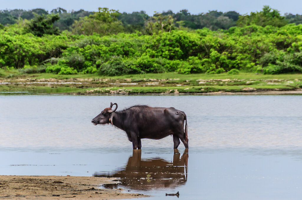 Wasserbüffel