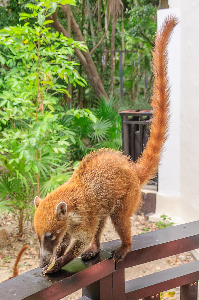Coati