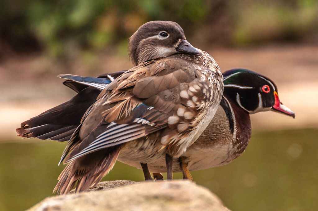 Wood duck