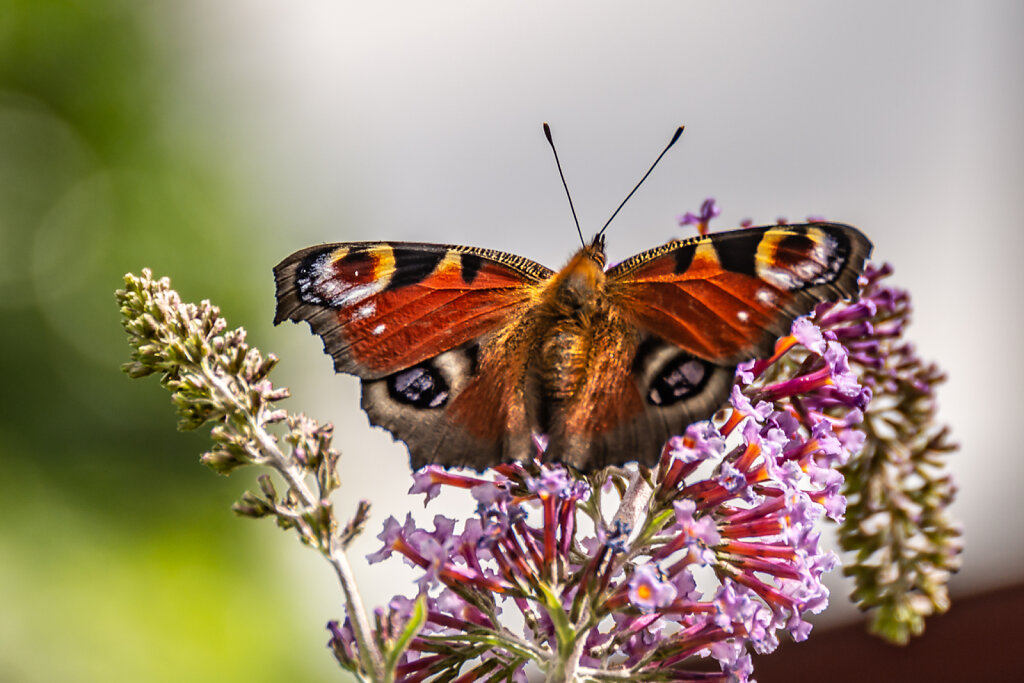 Auf dem Sommerflieder