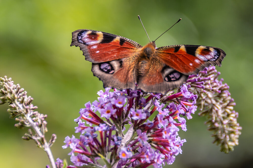 Auf dem Sommerflieder