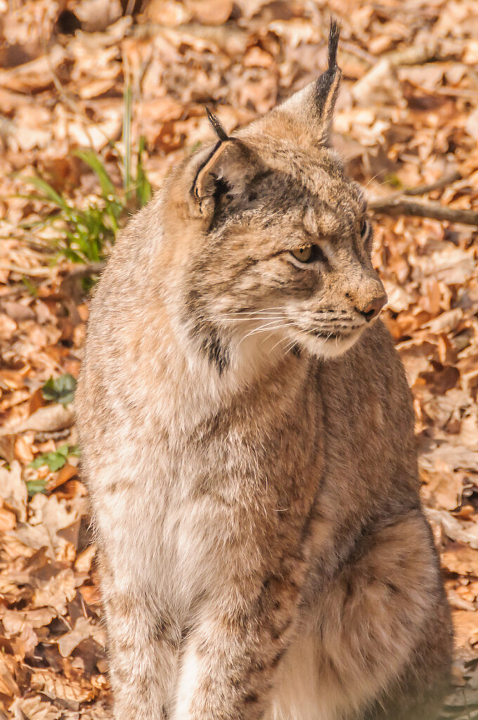 Luchs