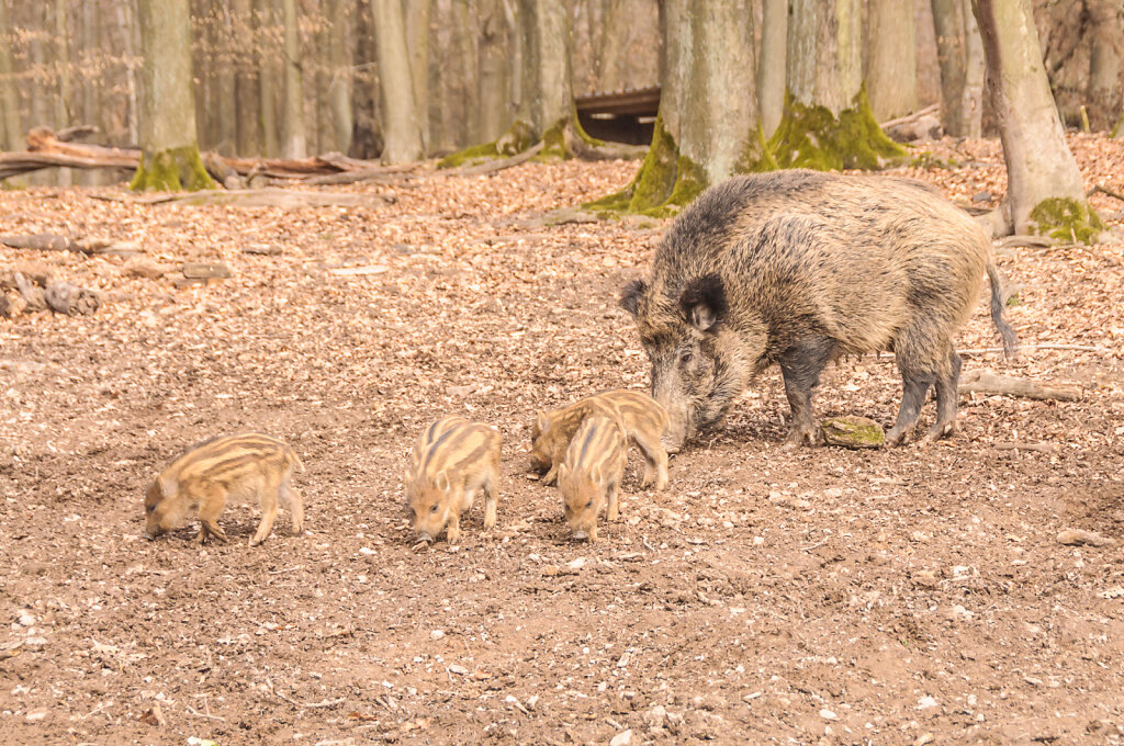 Bache mit Frischlingen